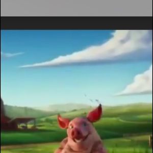 Meet your Posher, Sammy